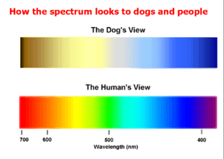 can dogs see green