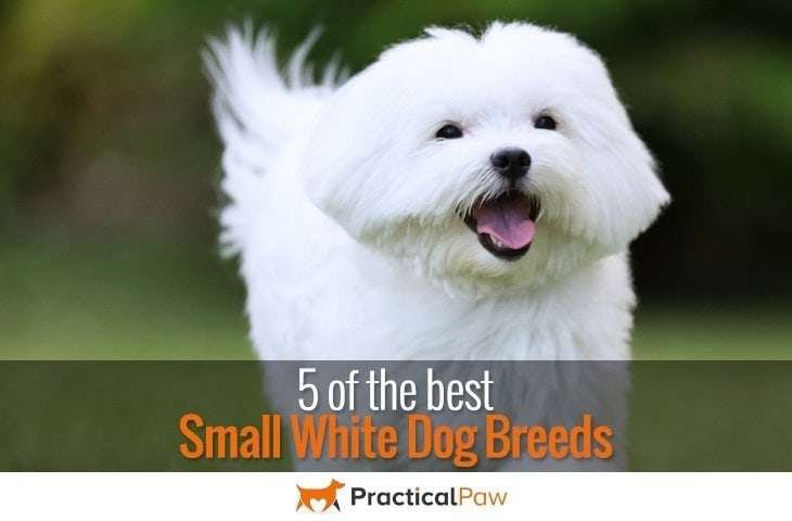 5 of the best small white dog breeds - PracticalPaw.com