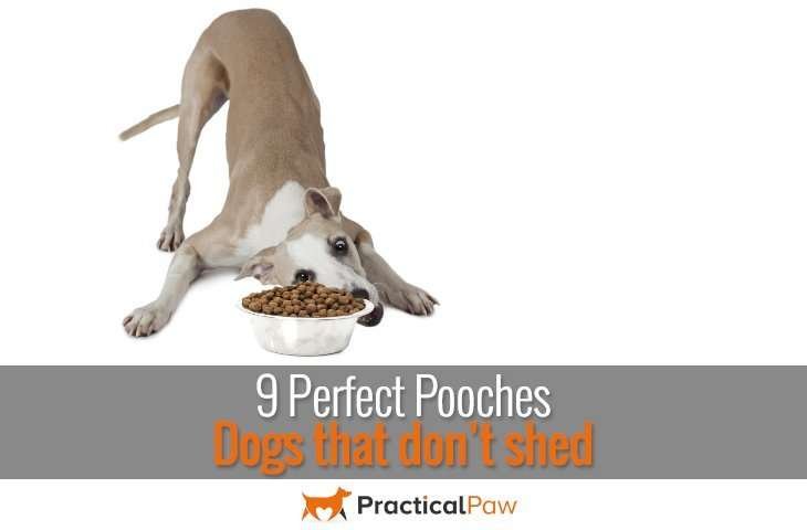 9 Perfect pooches, dogs that don’t shed - practicalpaw.com