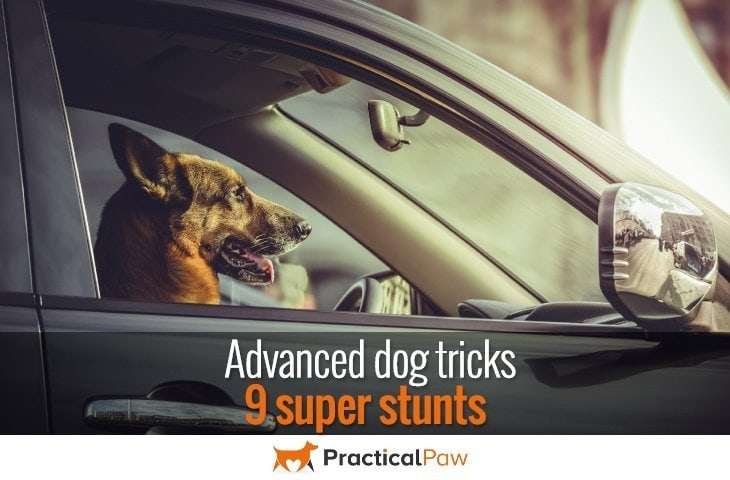 Advanced dog tricks