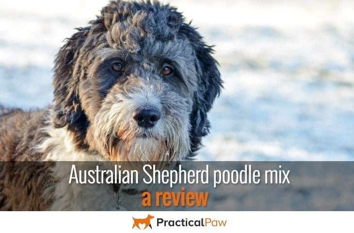 Australian Shepherd poodle mix