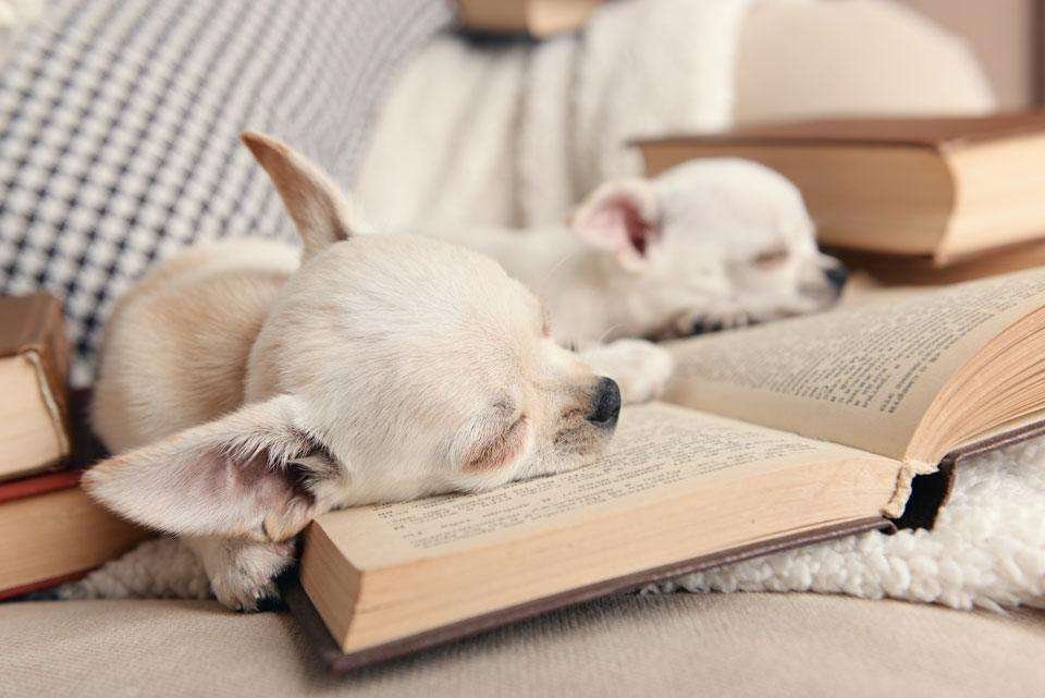 Best Dog Coffee Table Book