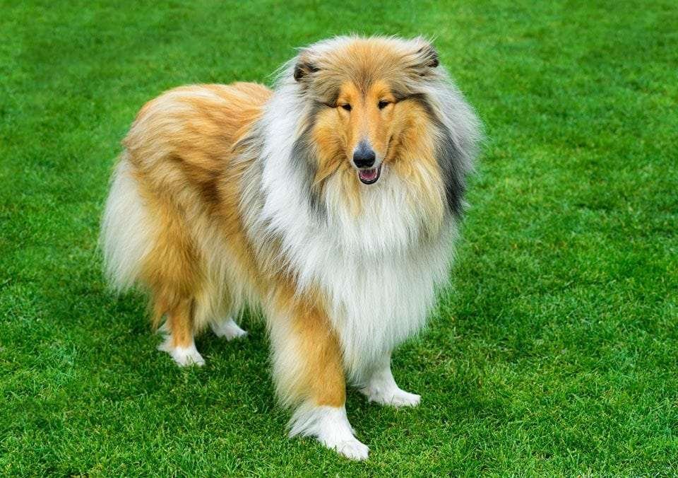 Best-Dogs-for-First-Time-Owners-Collie