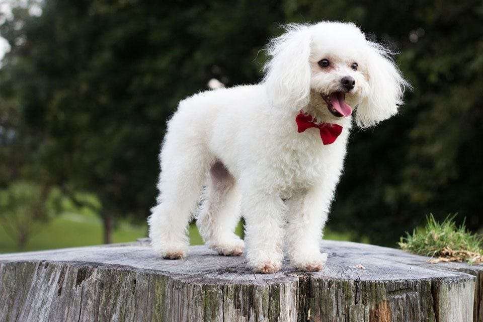 Best-Dogs-for-First-time-owners-poodle