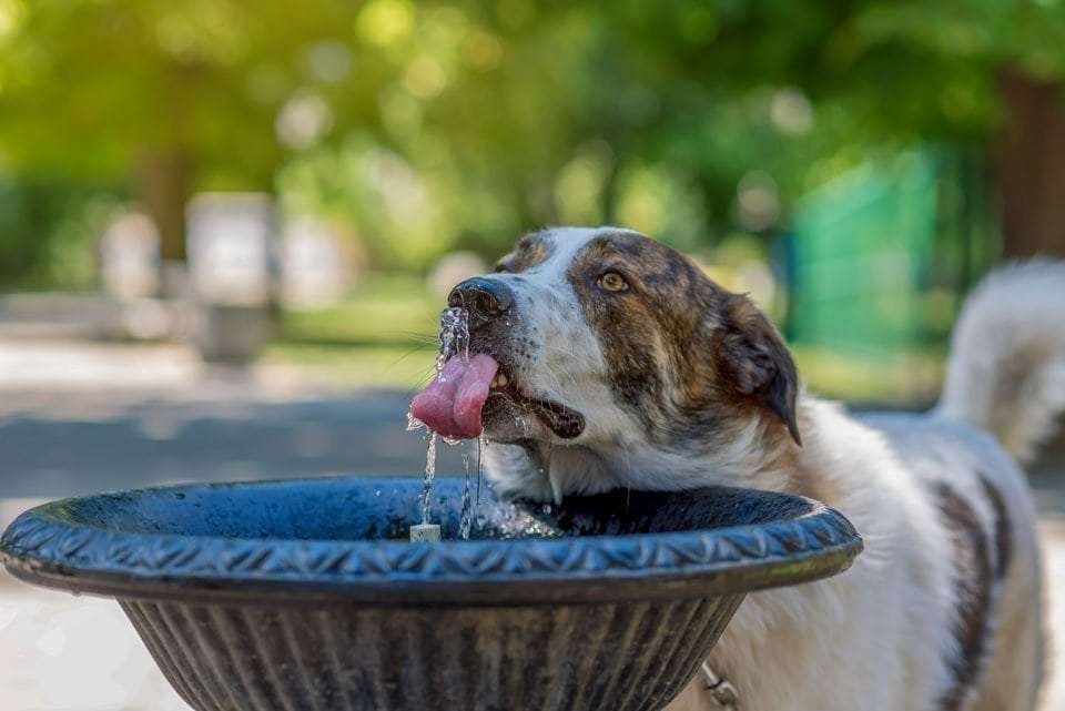 Best-automatic-water-bowl-for-dogs