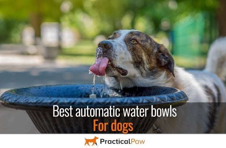 Best automatic water bowl for dogs