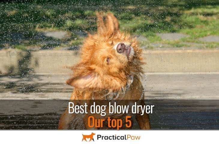 Best dog blow dryer