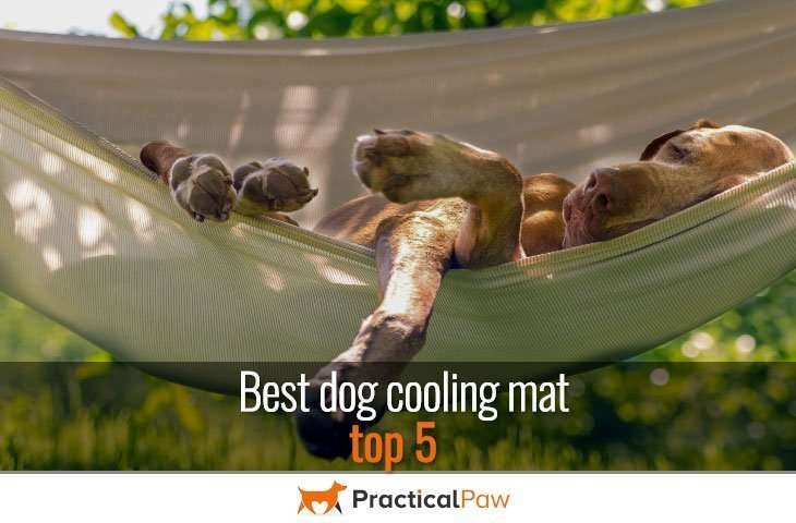 Best dog cooling mat