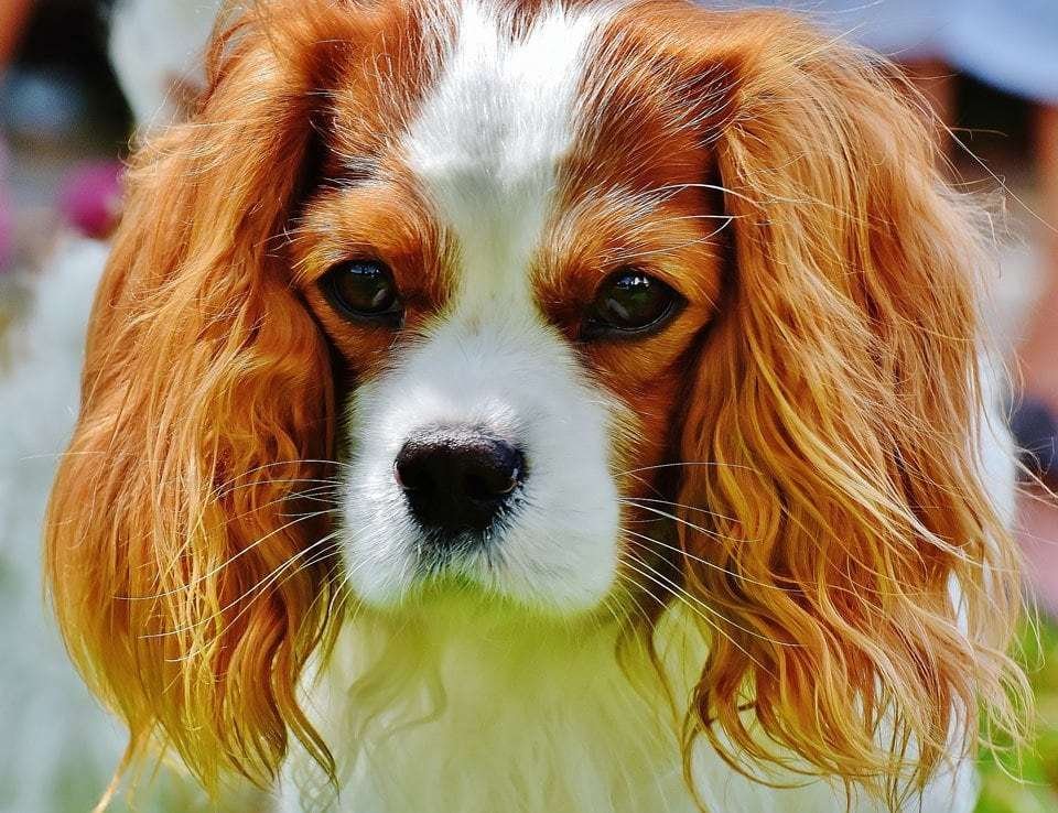 Best-dog-for-first-time-owners-king-charles-spaniel