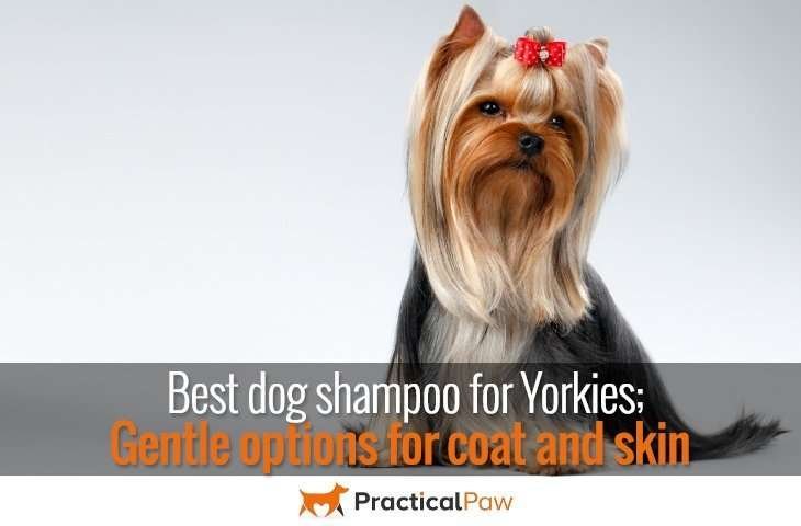 Best dog shampoo for Yorkies