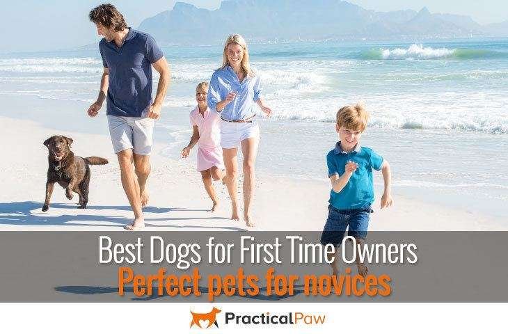 Best dogs for first time owners