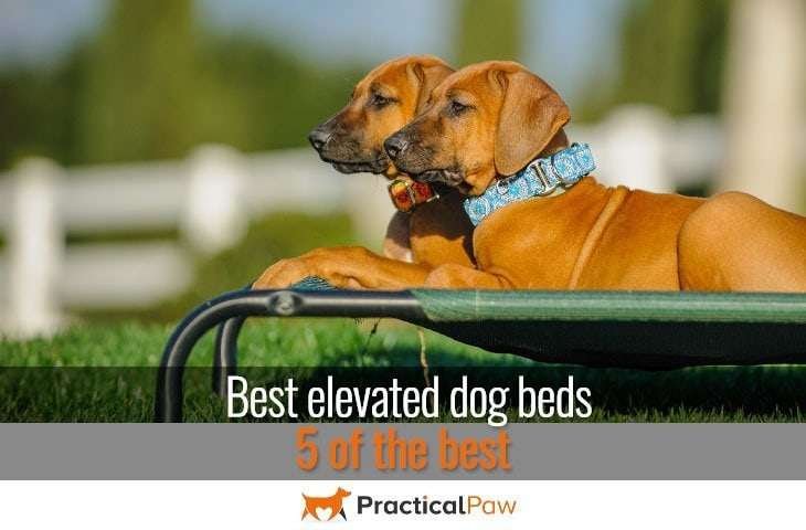 Best elevated dog beds