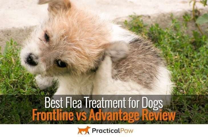 Best flea treatment for dogs, Frontline vs Advantage review - PracticalPaw.com