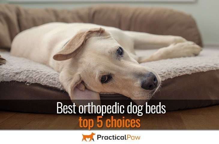 Best orthopedic dog beds