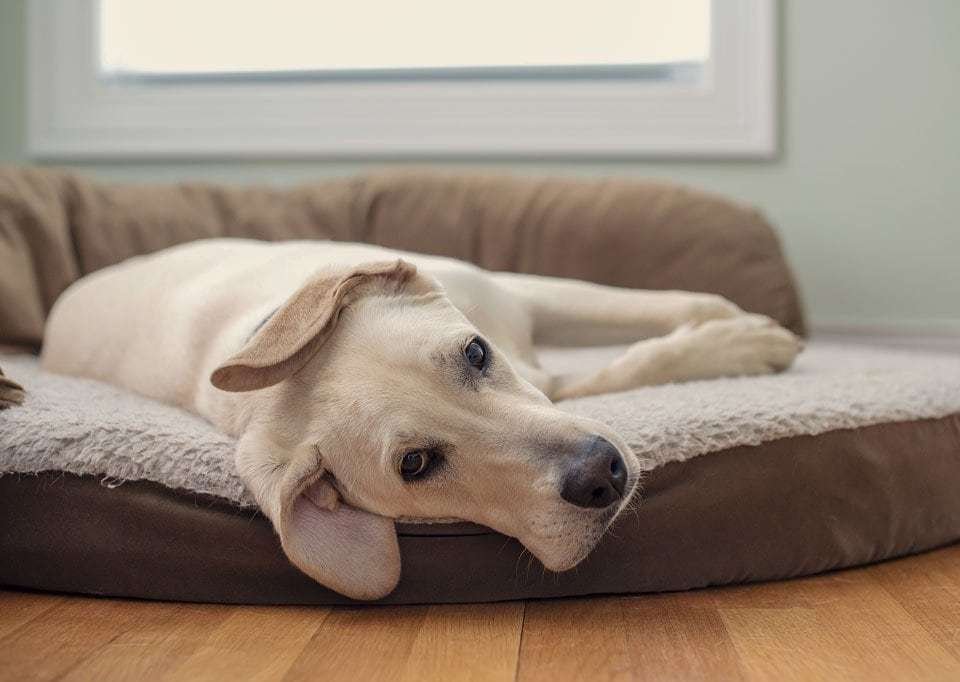 Best-othopedic-dog-beds