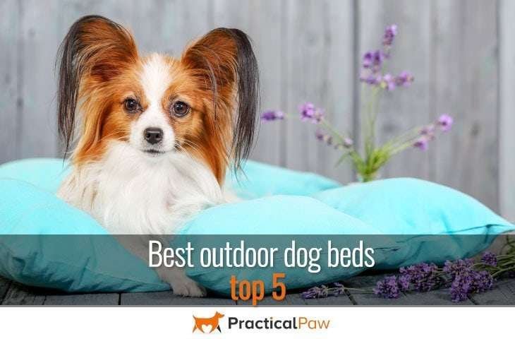 Best outdoor dog beds