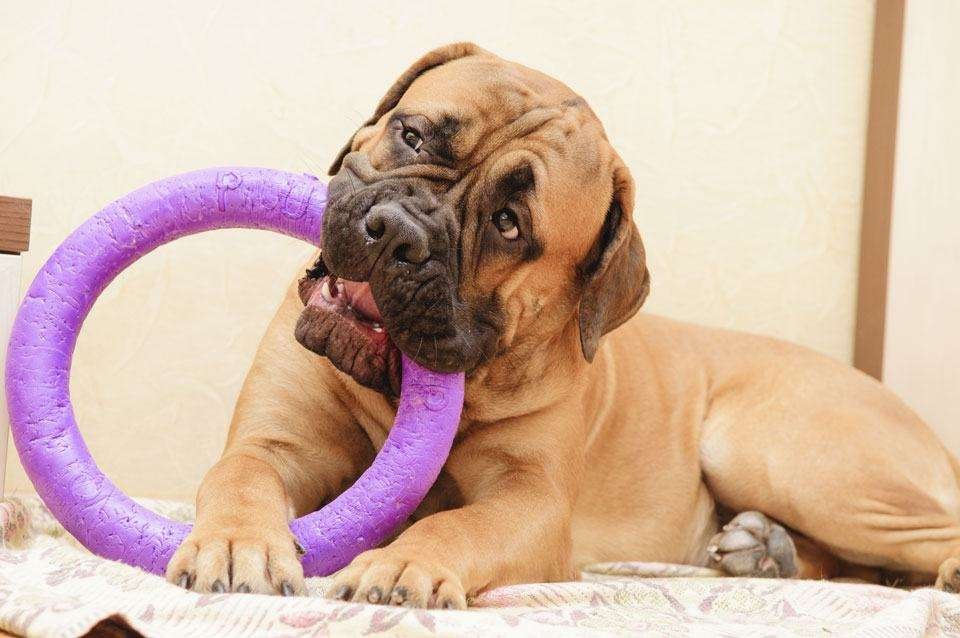 Best toys for strong chewers