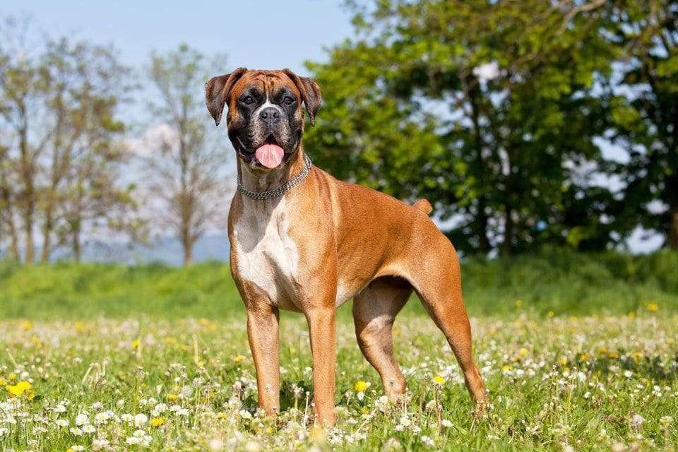 Boxer-Dog-Breed