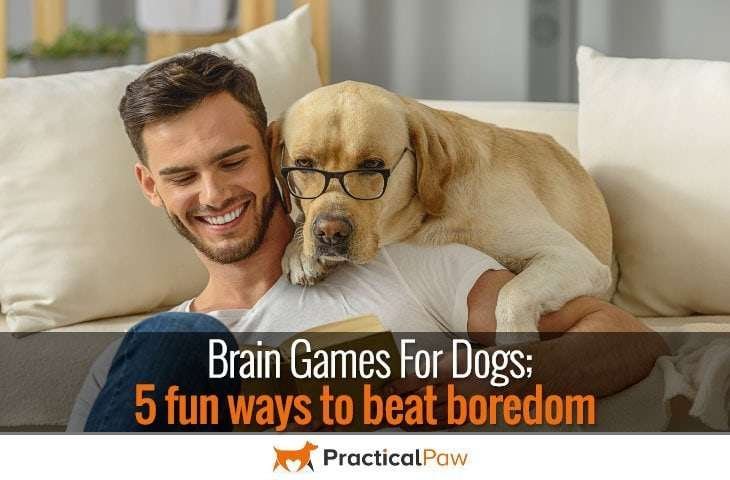 Brain Games for dogs