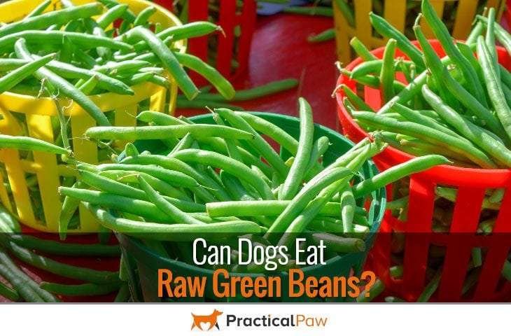 Can Dogs Eat Raw Green Beans