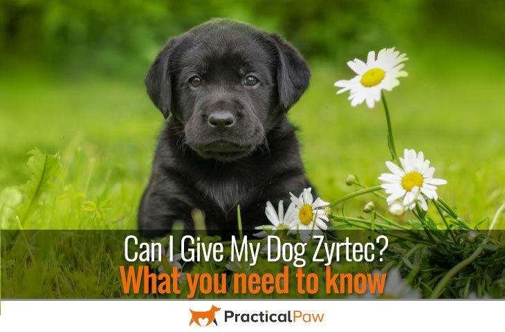 Can I give my dog Zyrtec