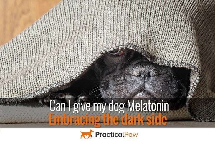 Can I give my dog melatonin
