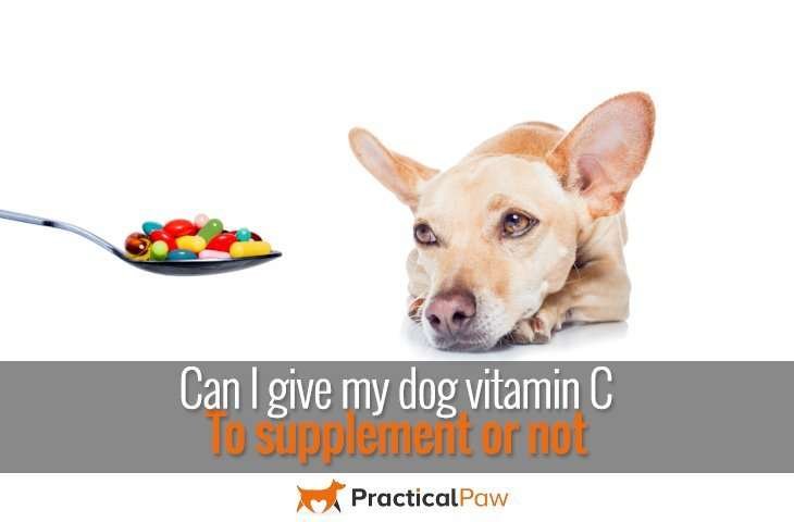 Can I give my dog vitamin C – to supplement or not - PracticalPaw.com