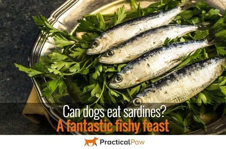Can dogs eat sardines