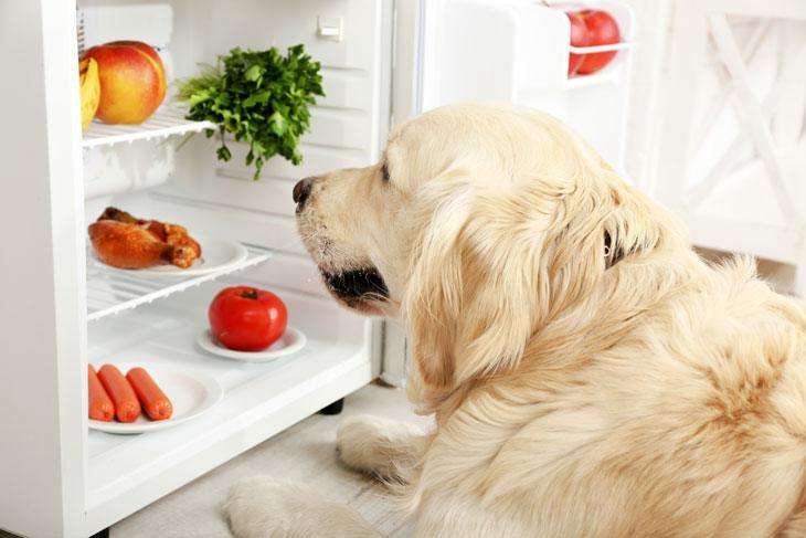 Can dogs eat nectarines