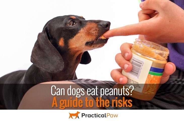 can dogs eat peanuts