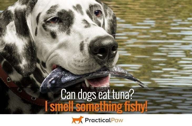 Can dogs eat tuna?