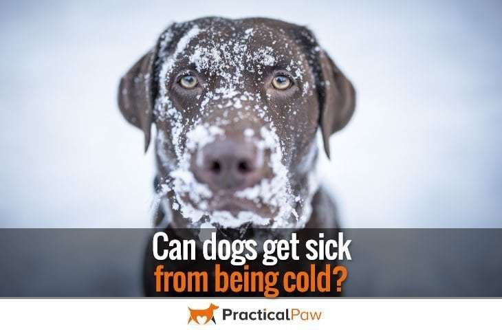 Can dogs get sick from being cold