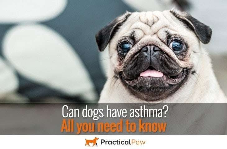 Can dogs have asthma