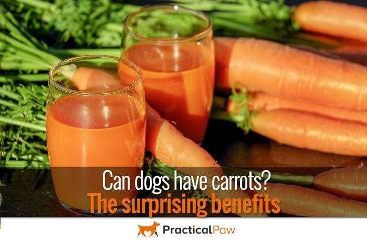 Can dogs have carrots