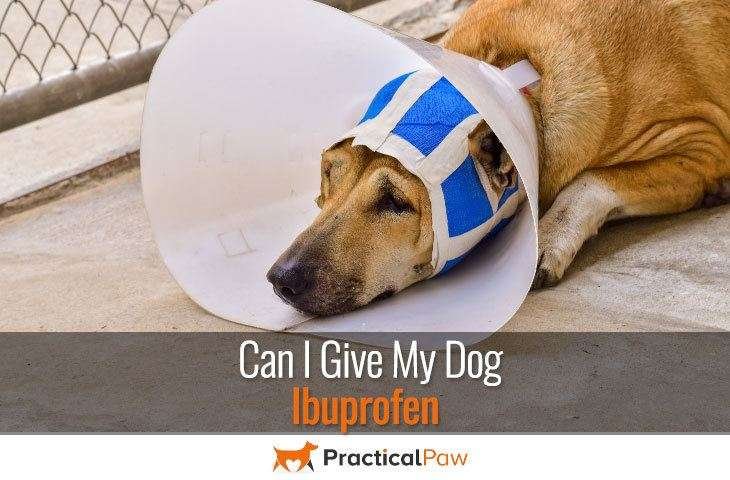 Can I give my dog Ibuprofen