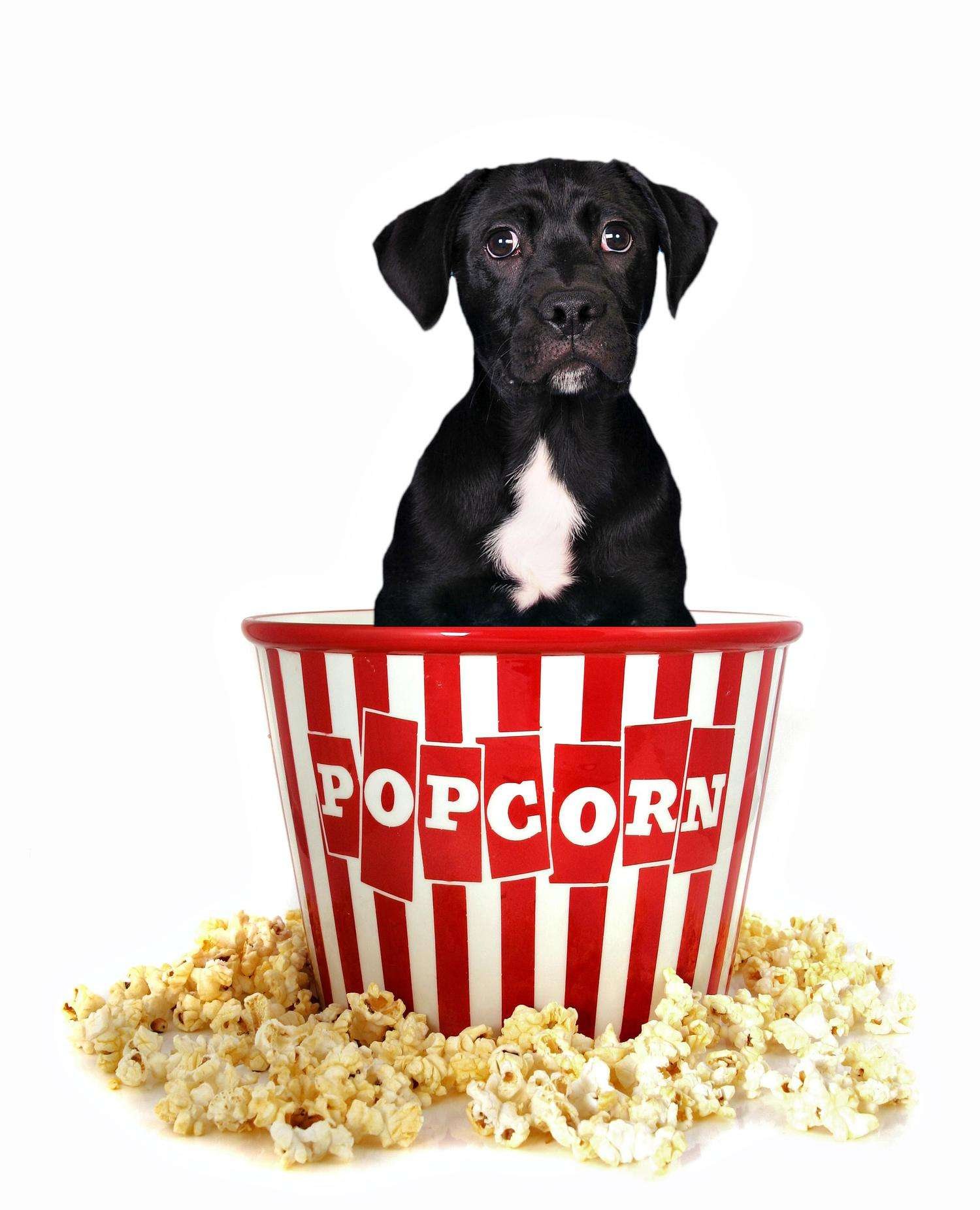 Can my dog eat popcorn