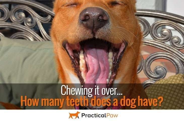 Chewing it over, how many teeth does a dog have? - PracticalPaw.com