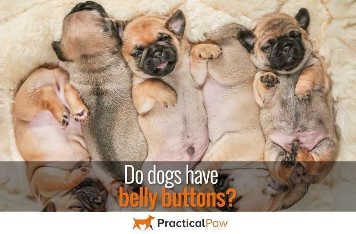Do dogs have belly buttons? - PracticalPaw.com