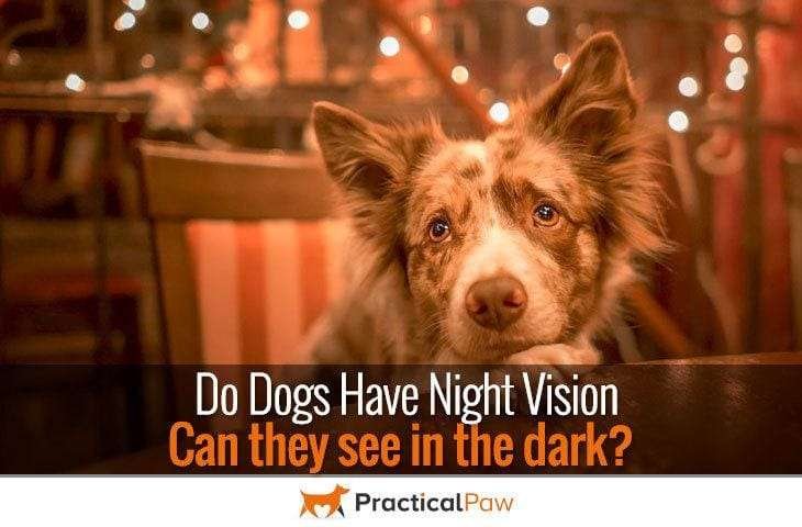 Do dogs have night vision?