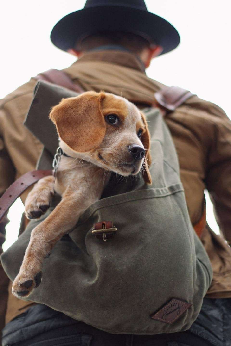 Dog-Backpack-Carriers
