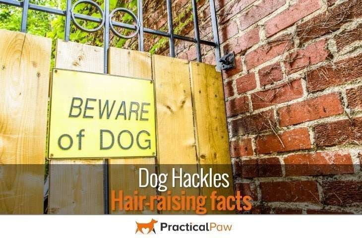 Dog Hackles; Hair-raising facts
