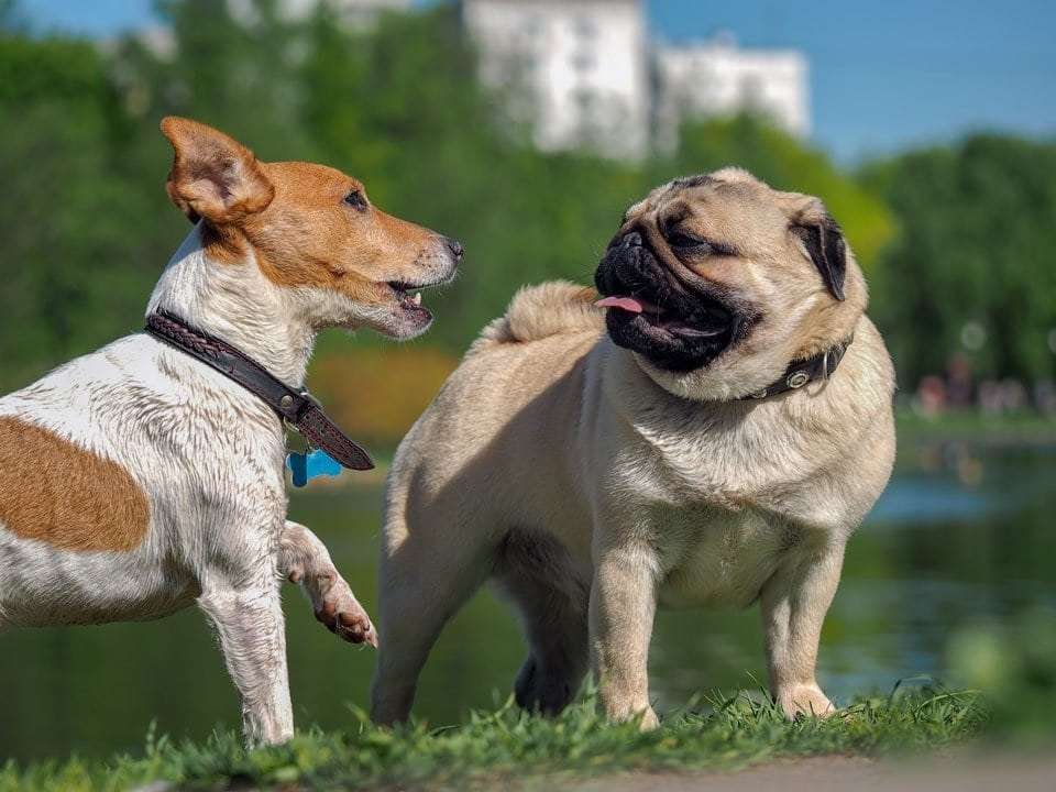 Dog-Parks-pros-and-cons