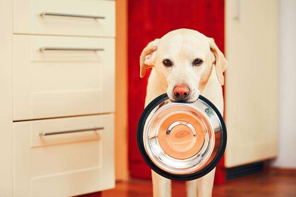 Dog bowls to slow down eating