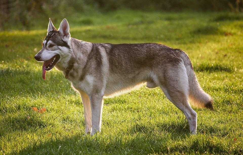 Dog-breeds-that-look-like-wolves-Northern_Inuit_Dog