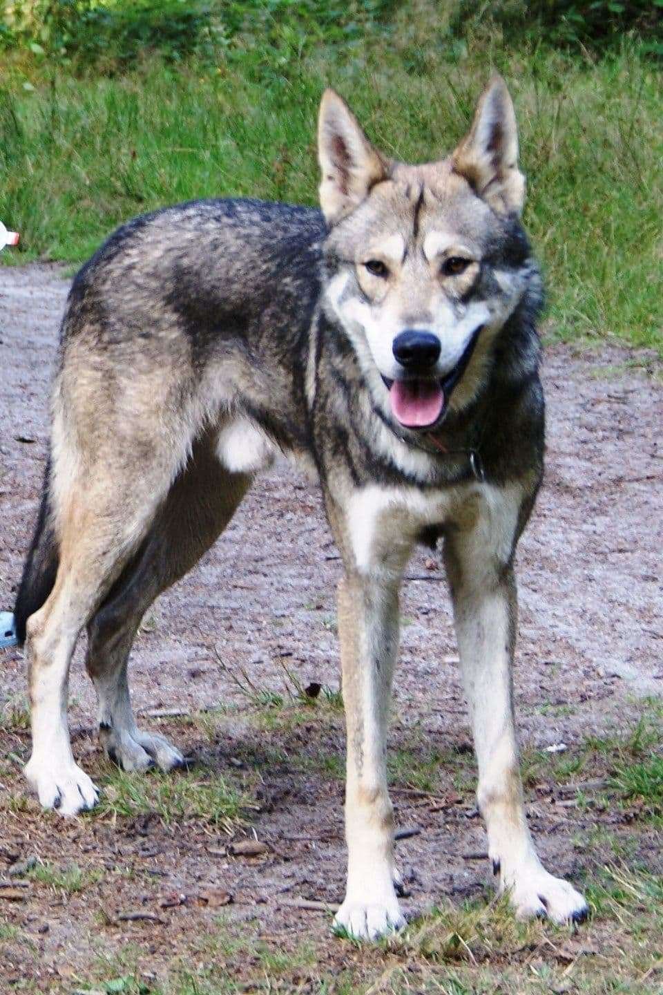 Dog-breeds-that-look-like-wolves-Saarloos-wolfdog