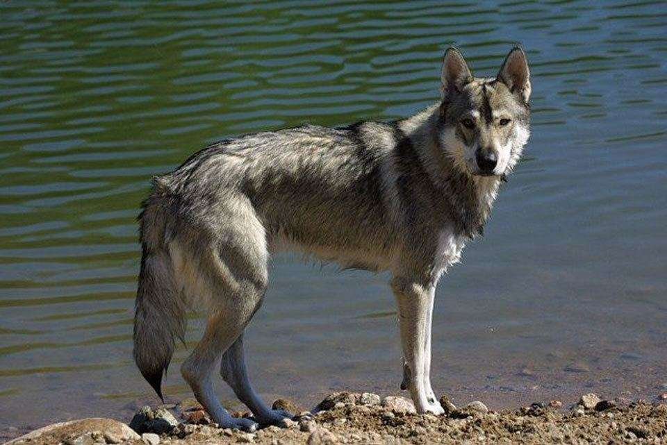 Dog-breeds-that-look-like-wolves-Tamaskan
