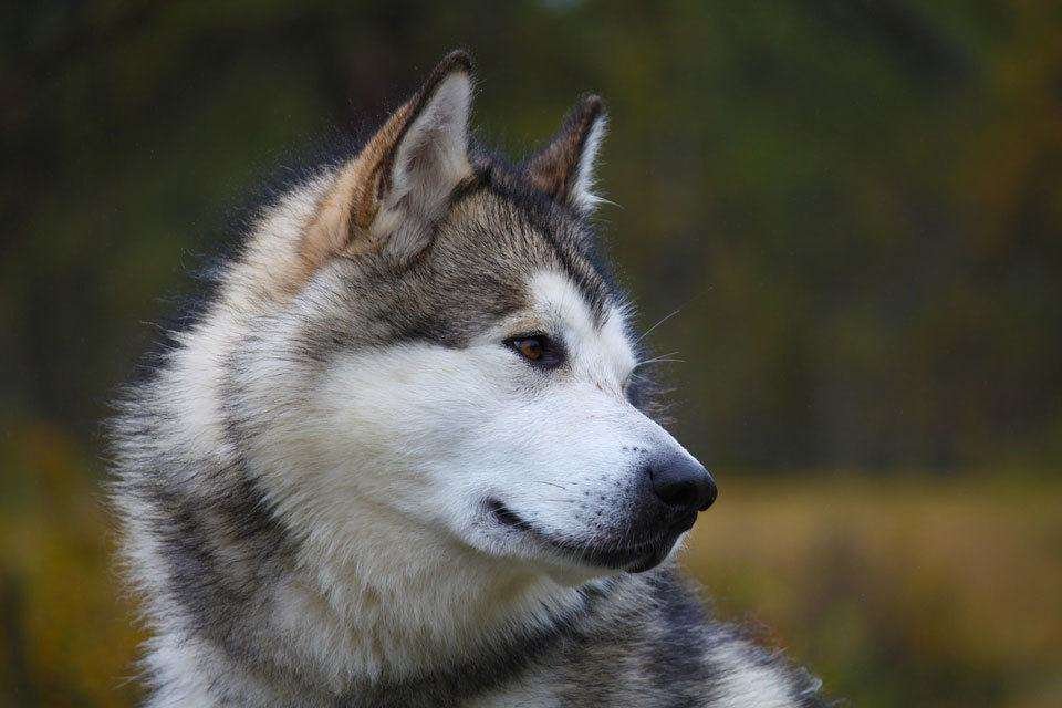 Dog-breeds-that-look-like-wolves---malamute