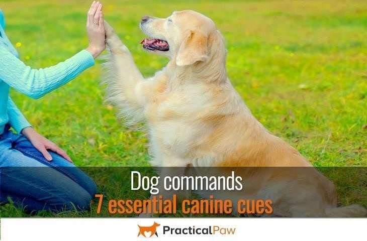 dog commands