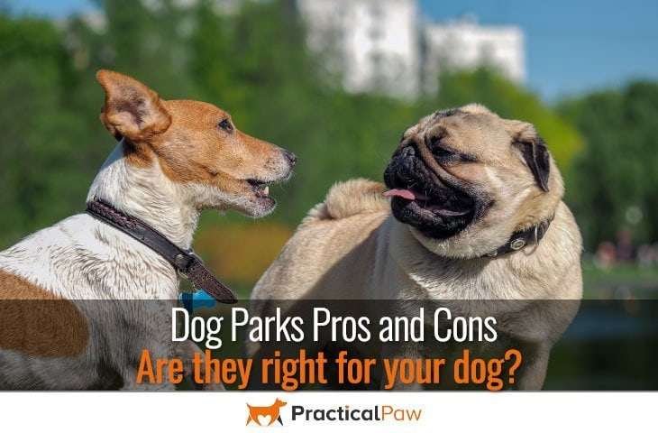 dog parks pros and cons