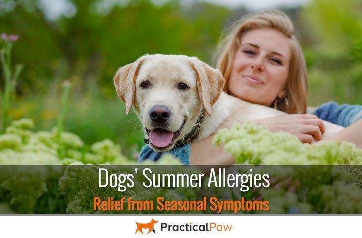 Dog summer allergies